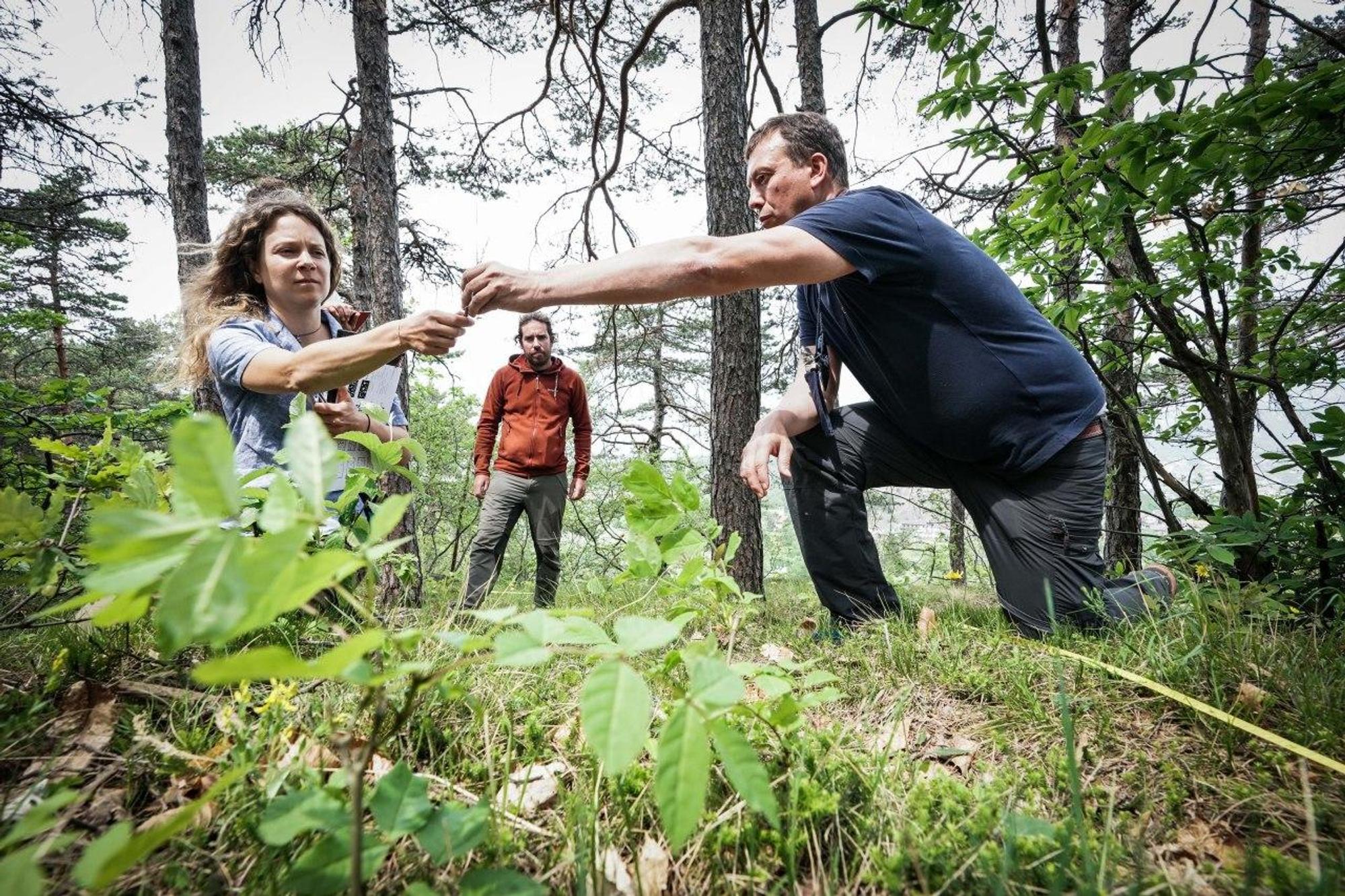 Protection de la Bruyère carnée au-dessus des Alpes
