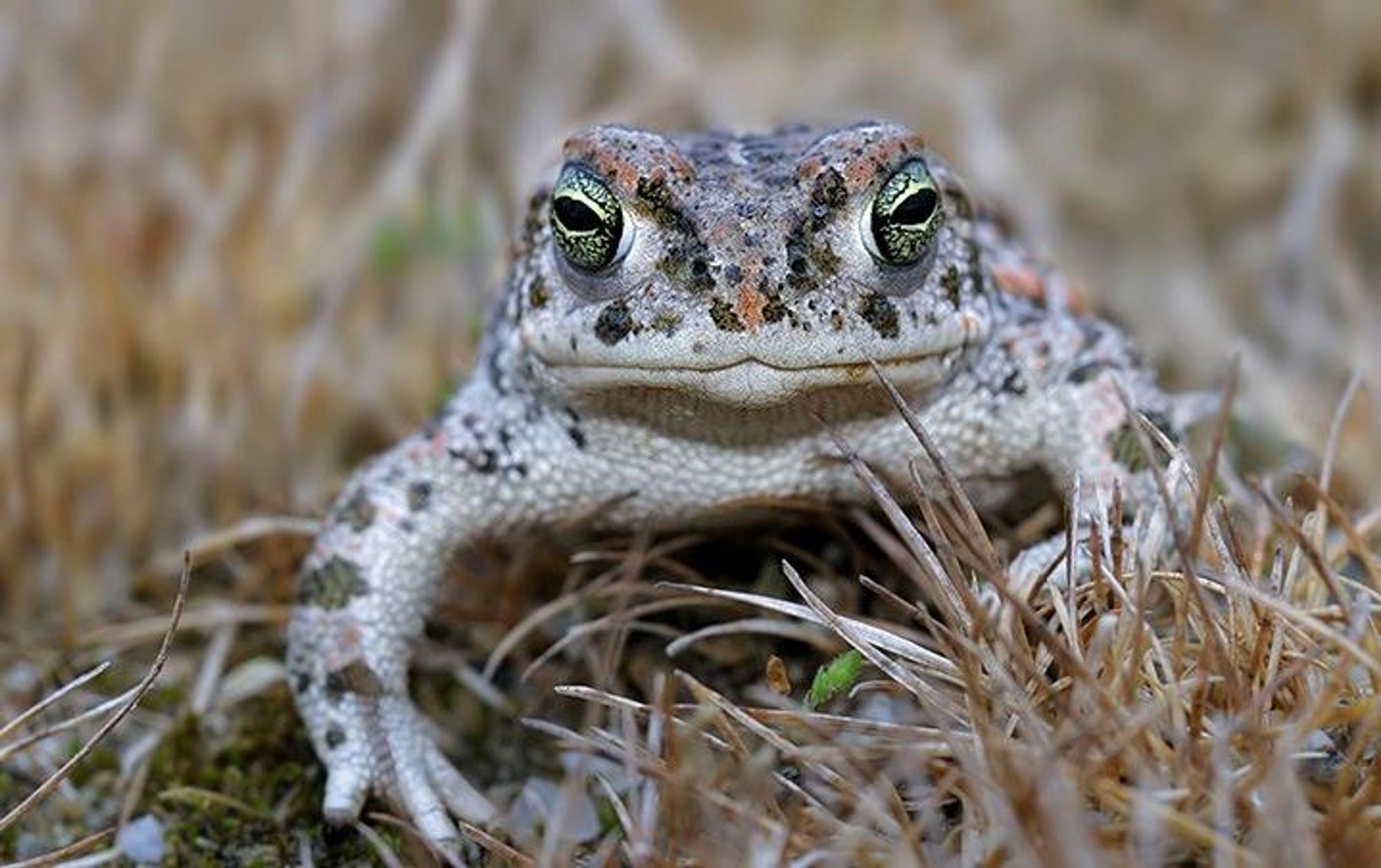 TELT se mobilise pour le crapaud calamite