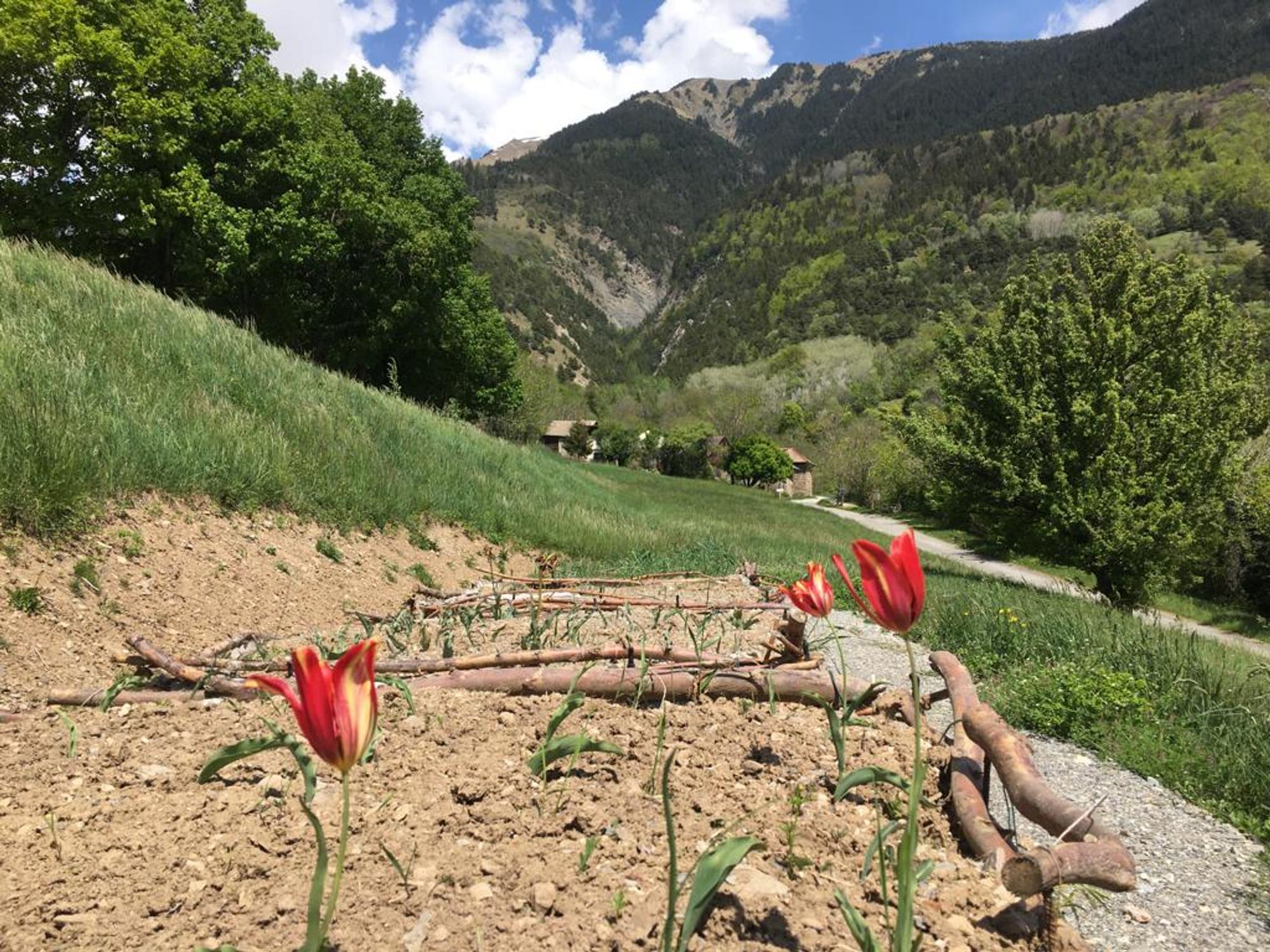 Un jardin conservatoire des Tulipes de Savoie à la Tour-en-Maurienne