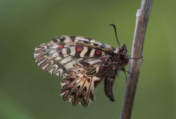 L’étude du Zerynthia polyxena se poursuit